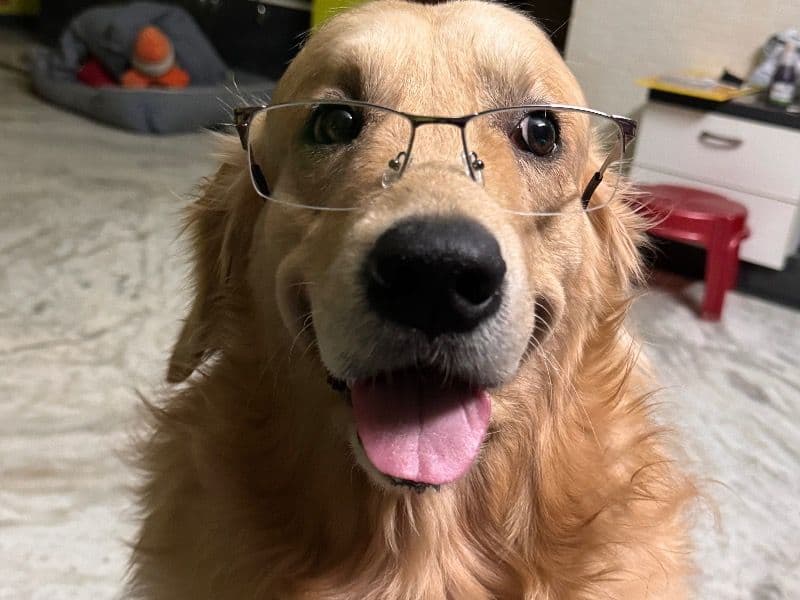 Scooby primary photo