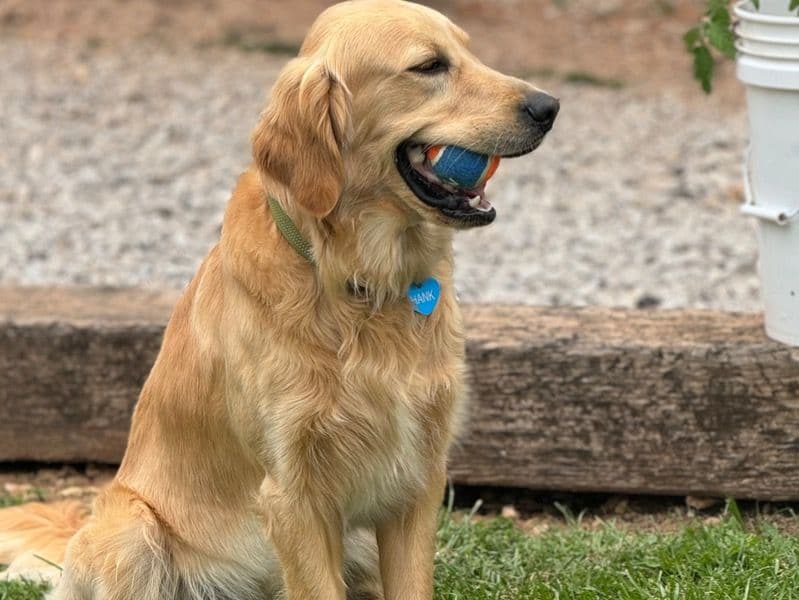 Hank primary photo