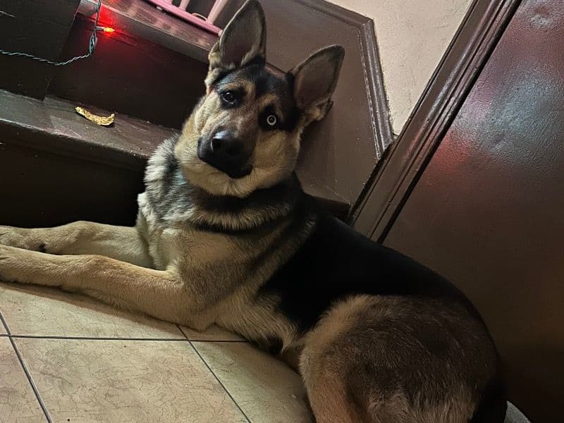 Diesel primary photo