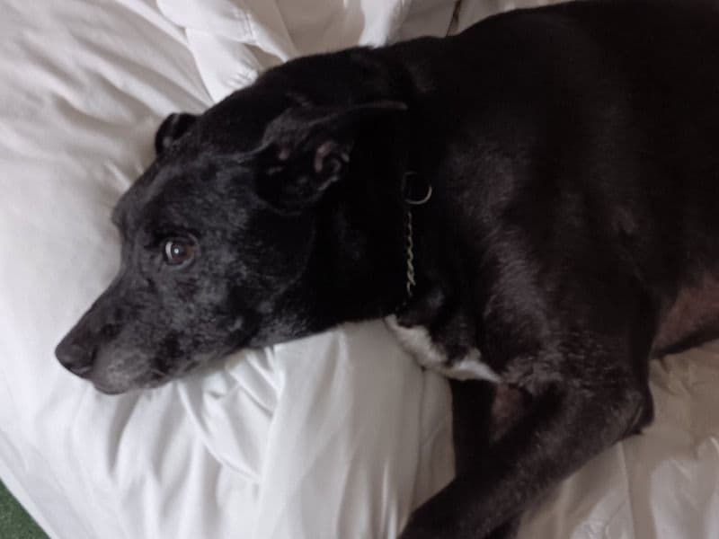 Pixie primary photo