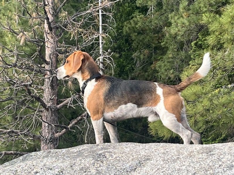 Toby primary photo