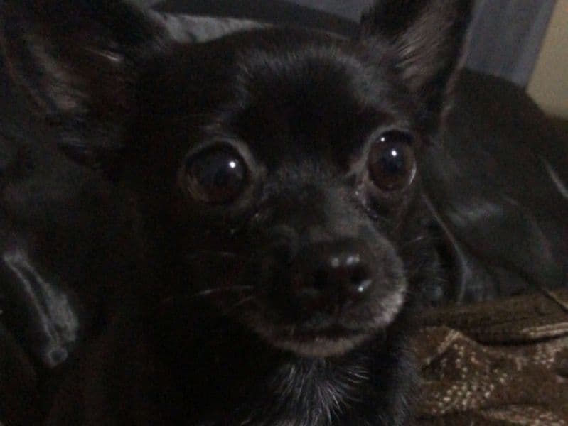 Luna primary photo