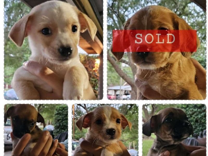 Puppies primary photo