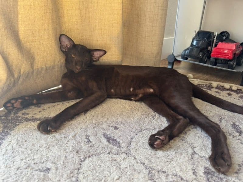 Luna primary photo