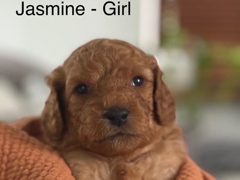 Jasmine primary photo
