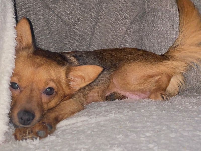 Nala primary photo