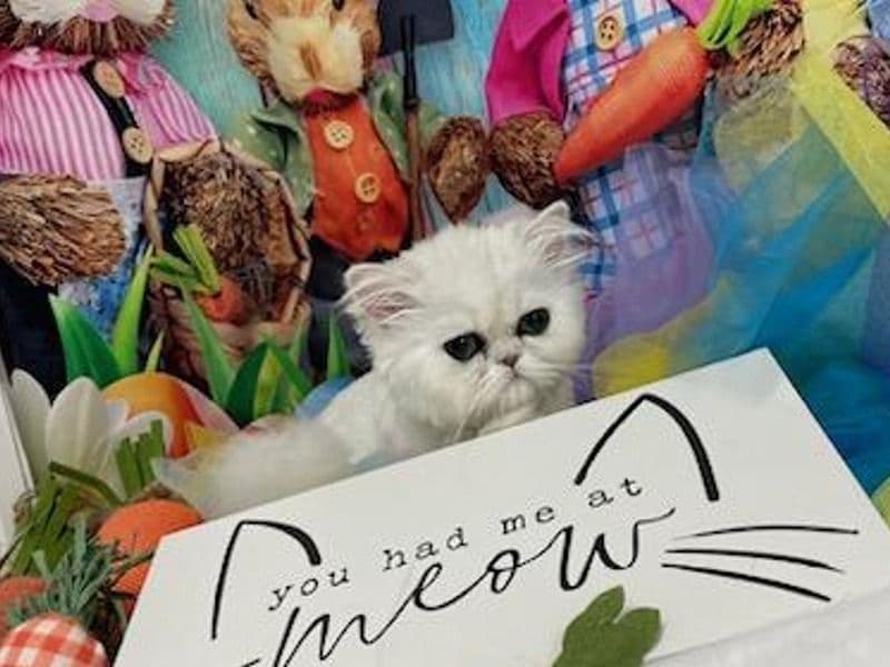 Masha primary photo