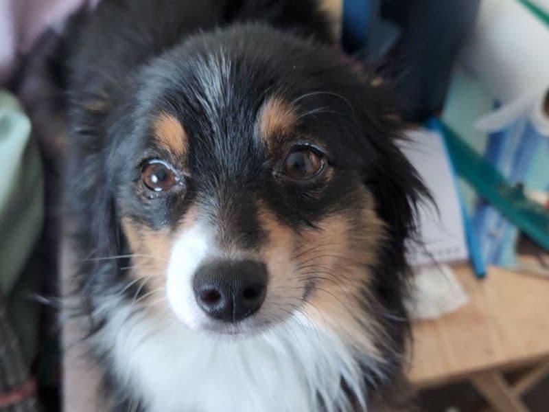 Rosie primary photo