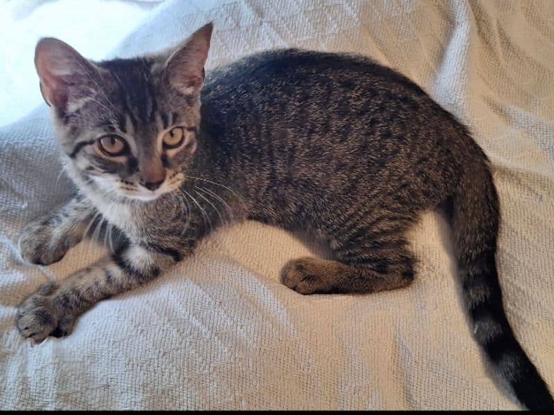 Kitkat primary photo