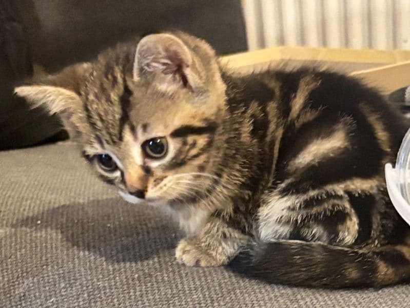 Mini Handsome primary photo