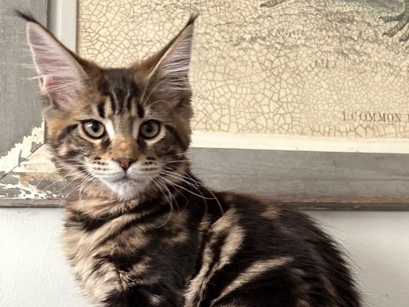 Kahlua primary photo