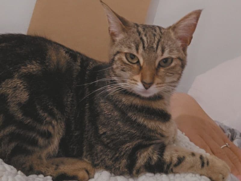 Pepper primary photo