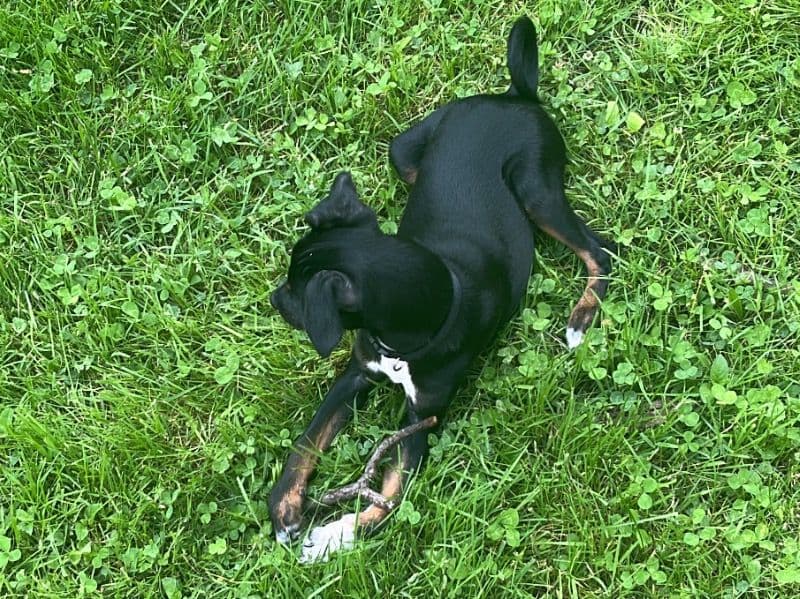 Max primary photo