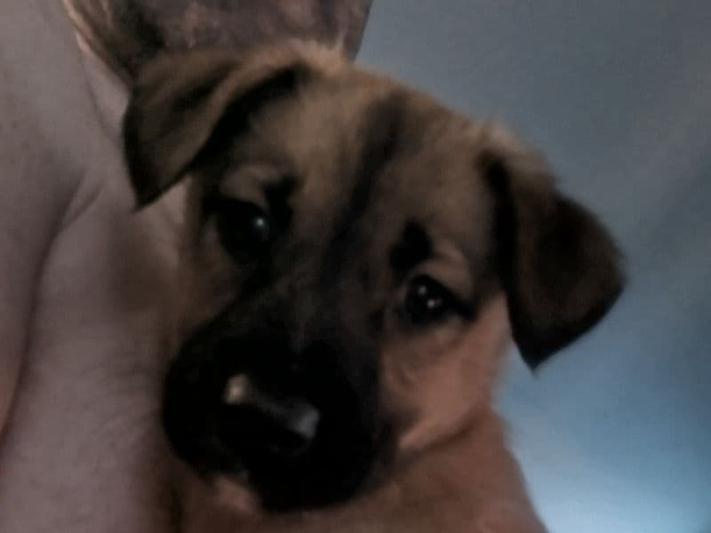 Puggy primary photo