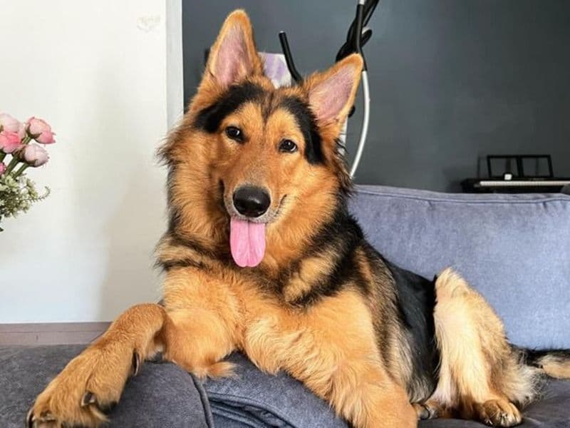 German Shepherd Mix (golden Retriever Blend) primary photo