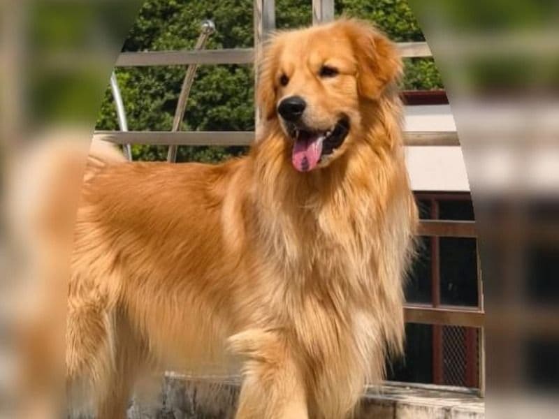 Simba primary photo
