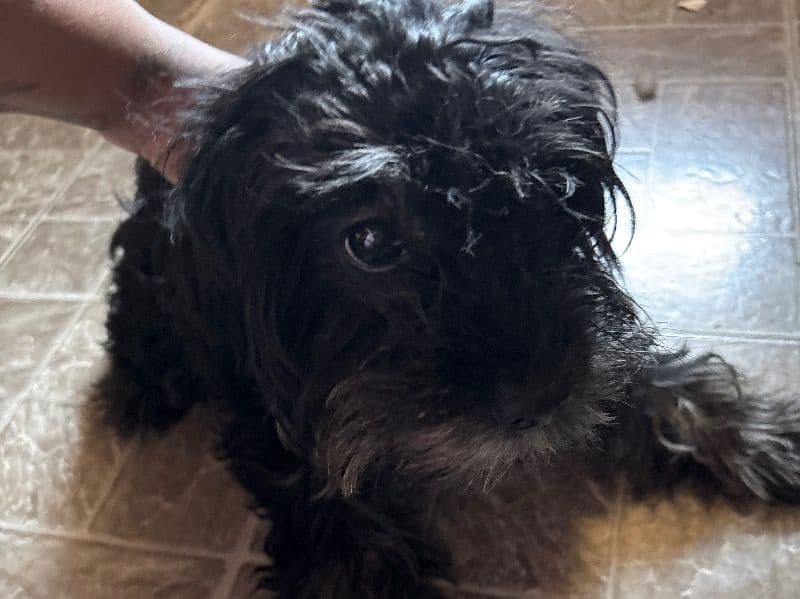 Minky primary photo