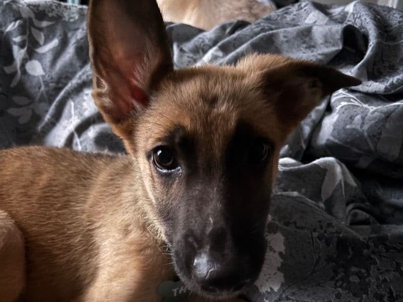 Thor primary photo