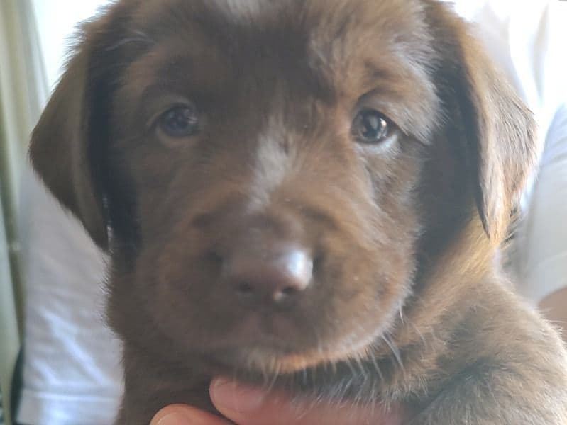 Coco primary photo