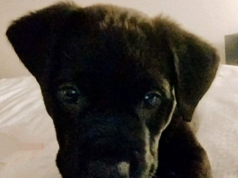 Bubba primary photo