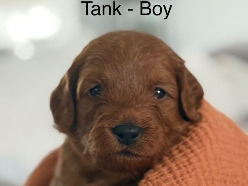 Tank primary photo
