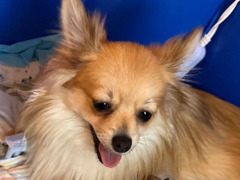 Mocha primary photo