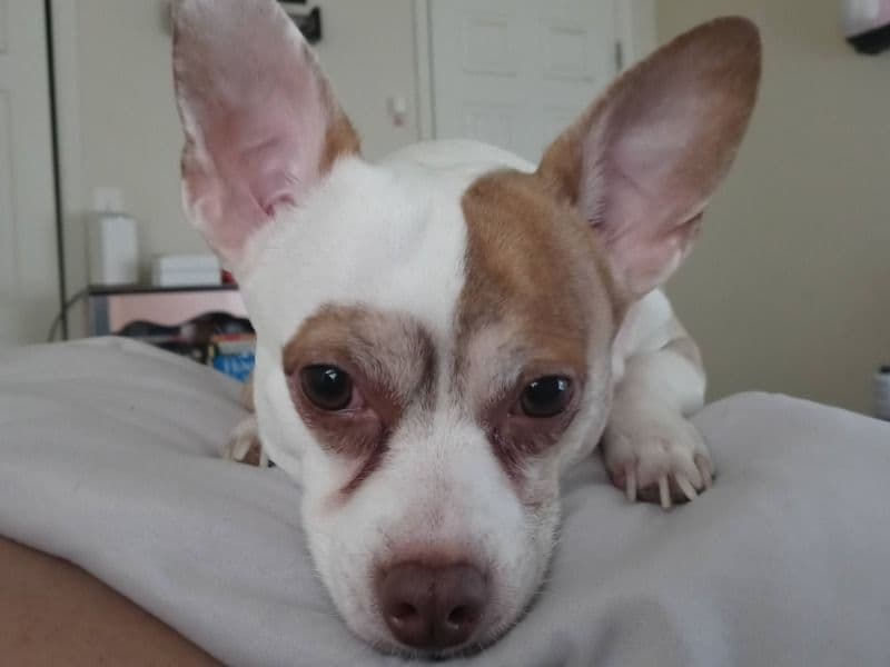 Taco primary photo