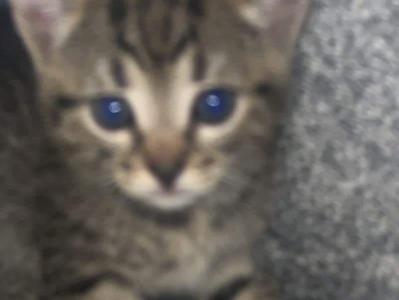 Kitten primary photo