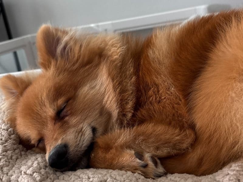Yoshi primary photo