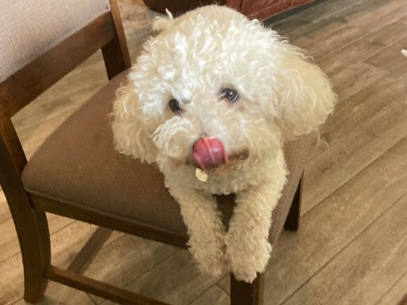 Cupcake - Bichon Frise success story