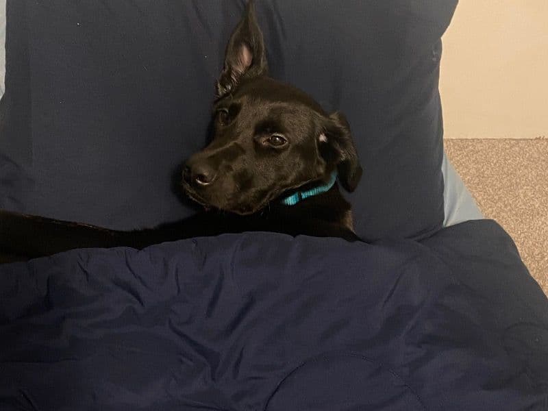 Luna primary photo