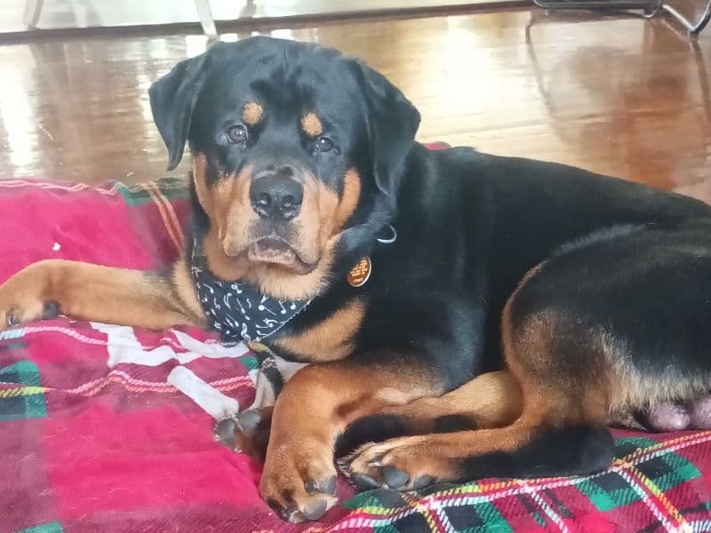 Kujo primary photo