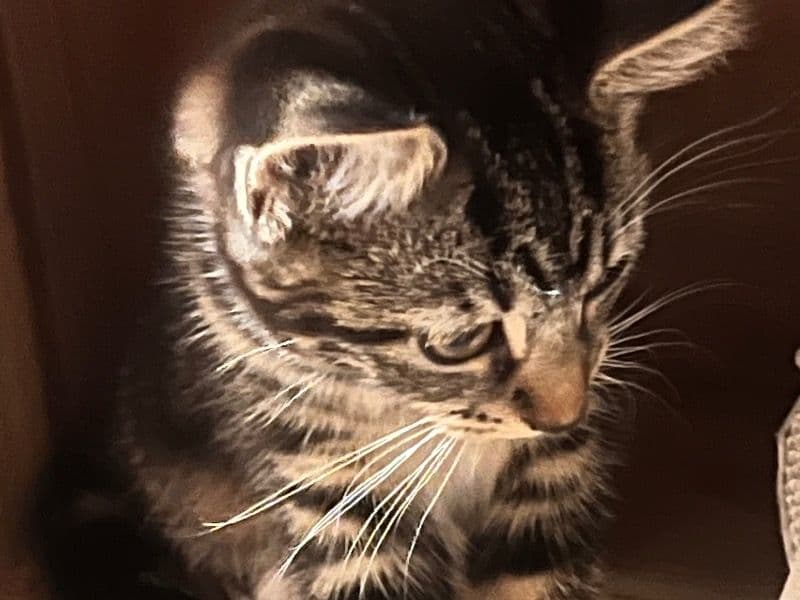 Tiger primary photo