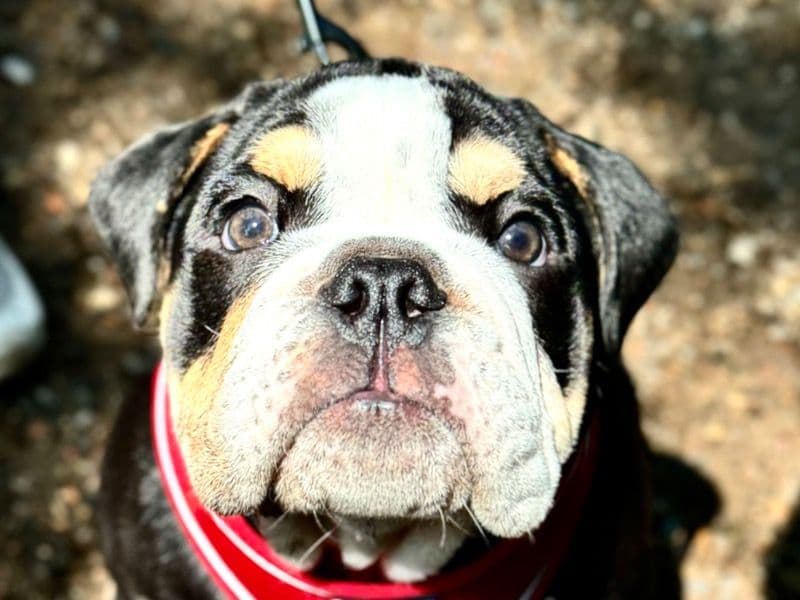 Mr Grumps primary photo
