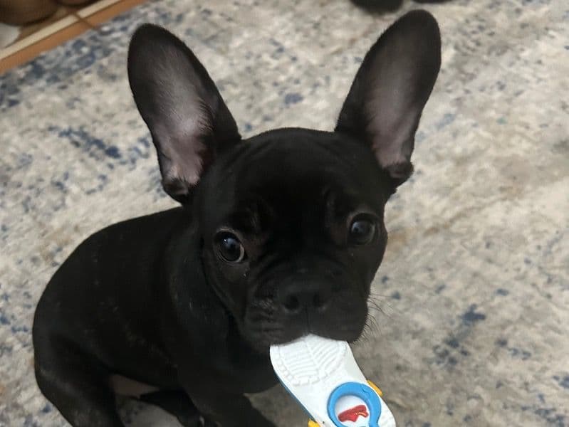 Bella primary photo