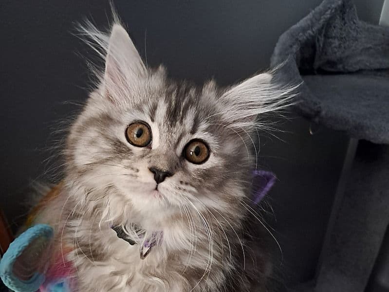 Maine Coon Dollface Persian primary photo