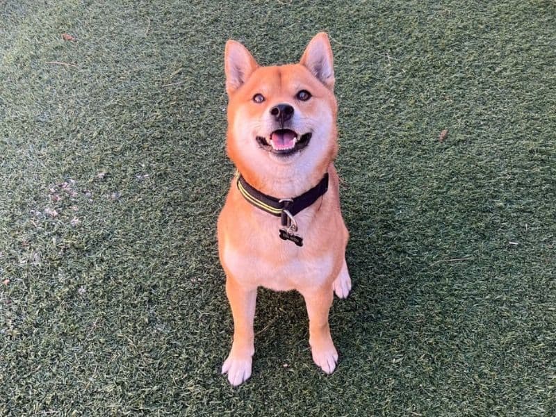 Koda primary photo