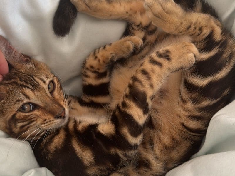 Tiger primary photo