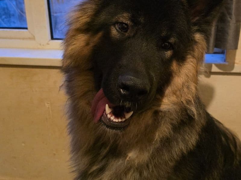 Anubis primary photo