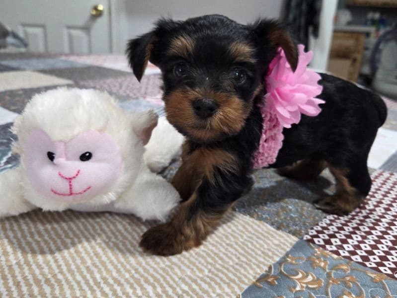 Yorkie Puppy #2 primary photo
