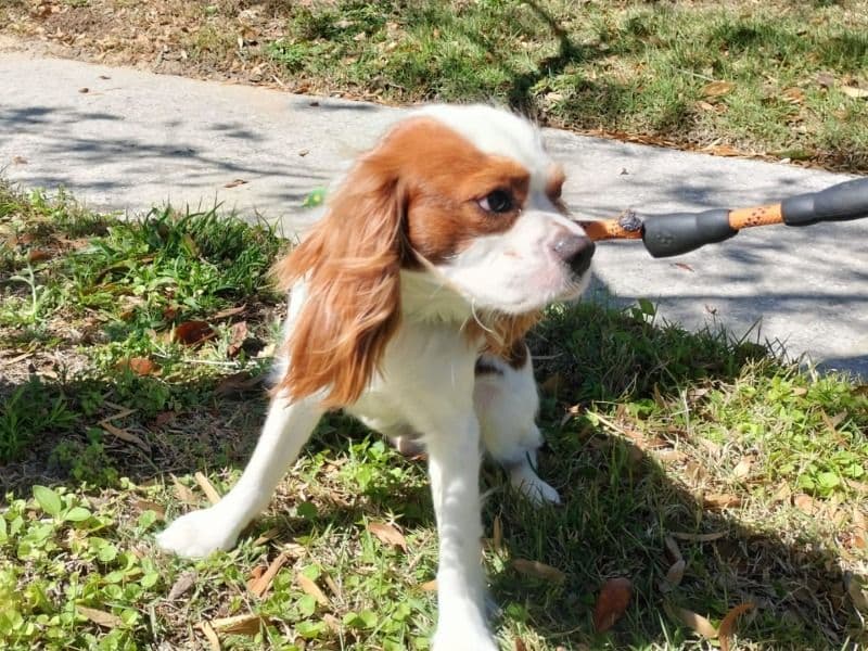 Charlie - Cavalier King Charles Spaniel success story