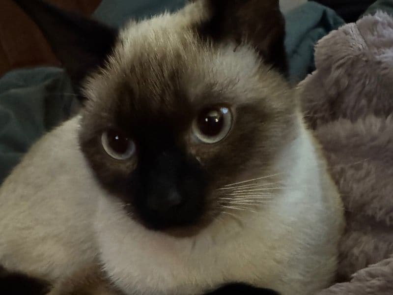 Coco primary photo