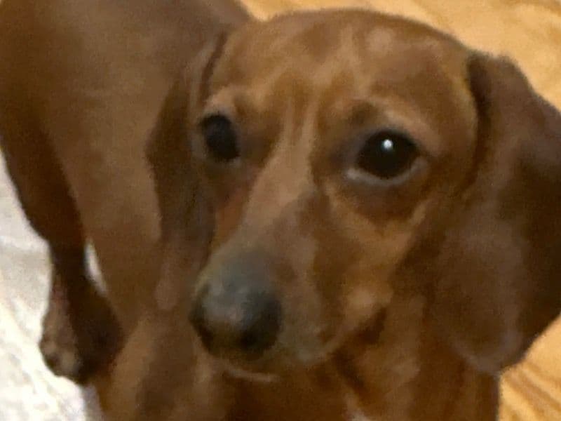 Lucy primary photo