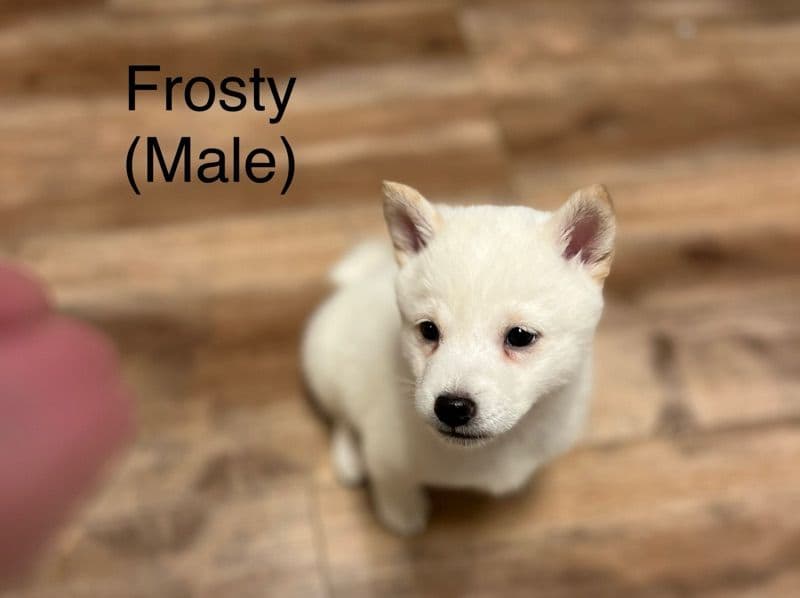 Frosty primary photo