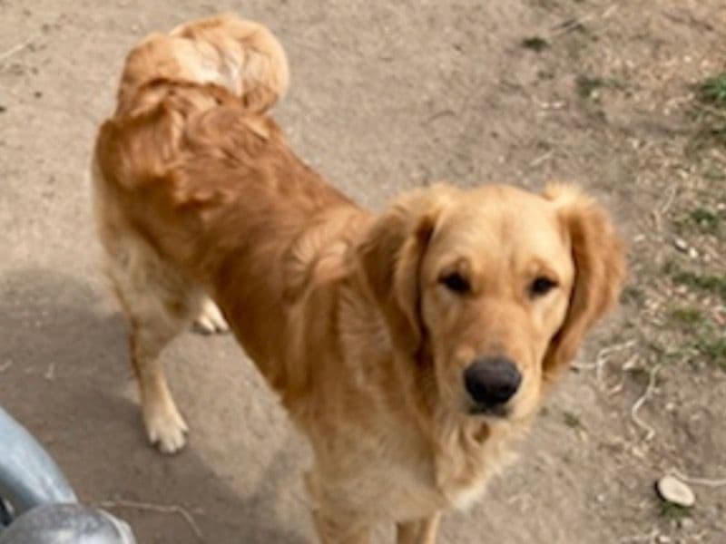 Chase primary photo