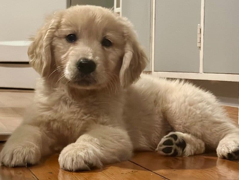 Puppy primary photo