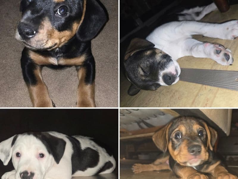 Puppys primary photo