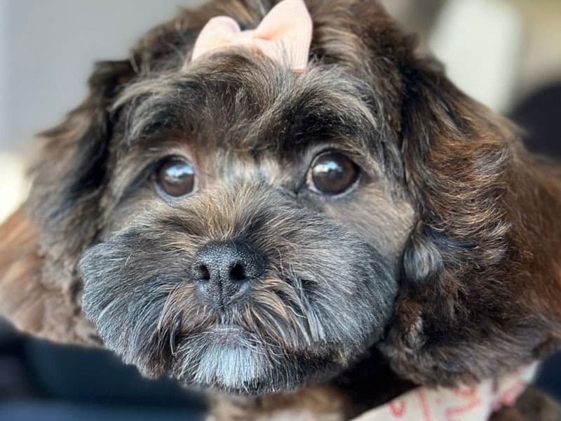 Lola primary photo