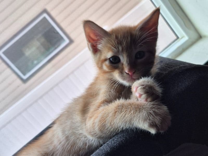 Simba primary photo