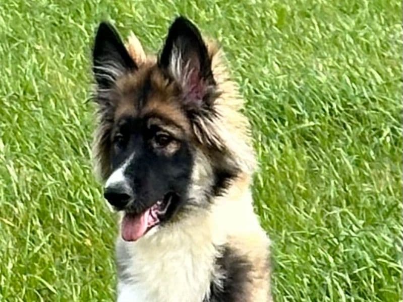 Bear primary photo